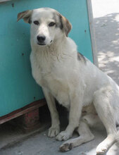 ODIN, Hund, Mischlingshund in Bulgarien - Bild 28