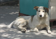 ODIN, Hund, Mischlingshund in Bulgarien - Bild 29