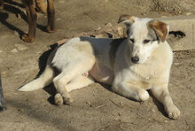 ODIN, Hund, Mischlingshund in Bulgarien - Bild 3