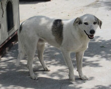 ODIN, Hund, Mischlingshund in Bulgarien - Bild 30
