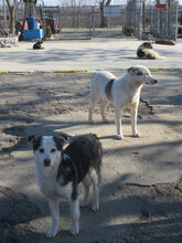 ODIN, Hund, Mischlingshund in Bulgarien - Bild 4