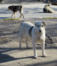 ODIN, Hund, Mischlingshund in Bulgarien - Bild 5