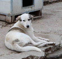 ODIN, Hund, Mischlingshund in Bulgarien - Bild 6