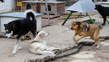 ODIN, Hund, Mischlingshund in Bulgarien - Bild 7