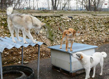 ODIN, Hund, Mischlingshund in Bulgarien - Bild 8