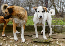 ODIN, Hund, Mischlingshund in Bulgarien - Bild 9