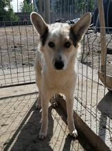 RICOLA, Hund, Mischlingshund in Rumänien - Bild 1