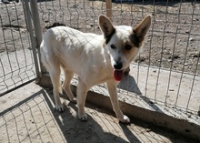 RICOLA, Hund, Mischlingshund in Rumänien - Bild 2