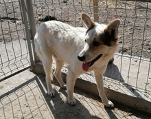 RICOLA, Hund, Mischlingshund in Rumänien - Bild 3