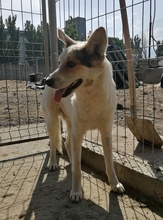 LUPUS, Hund, Mischlingshund in Rumänien - Bild 4