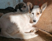 LUPUS, Hund, Mischlingshund in Rumänien - Bild 5