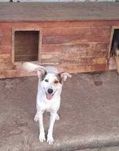 LUPUS, Hund, Mischlingshund in Rumänien - Bild 9