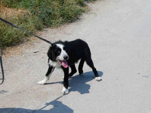 DION, Hund, Mischlingshund in Bulgarien - Bild 3