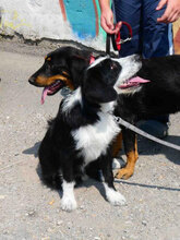 DION, Hund, Mischlingshund in Bulgarien - Bild 4