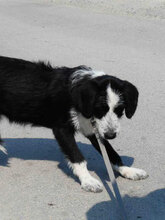 DION, Hund, Mischlingshund in Bulgarien - Bild 5