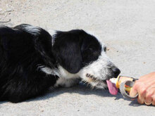 DION, Hund, Mischlingshund in Bulgarien - Bild 6