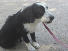 DION, Hund, Mischlingshund in Bulgarien - Bild 7