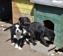 DION, Hund, Mischlingshund in Bulgarien - Bild 8