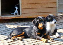 DION, Hund, Mischlingshund in Bulgarien - Bild 9