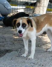CAMILLA, Hund, Mischlingshund in Bulgarien - Bild 1