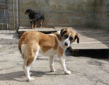 CAMILLA, Hund, Mischlingshund in Bulgarien - Bild 11