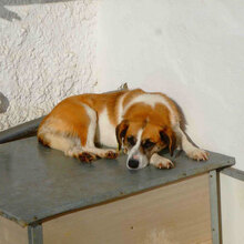 CAMILLA, Hund, Mischlingshund in Bulgarien - Bild 2