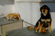 CAMILLA, Hund, Mischlingshund in Bulgarien - Bild 3