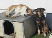 CAMILLA, Hund, Mischlingshund in Bulgarien - Bild 4