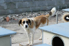 CAMILLA, Hund, Mischlingshund in Bulgarien - Bild 5