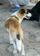 CAMILLA, Hund, Mischlingshund in Bulgarien - Bild 6