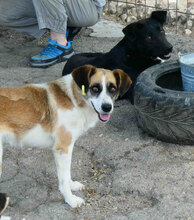 CAMILLA, Hund, Mischlingshund in Bulgarien - Bild 7