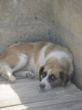 CAMILLA, Hund, Mischlingshund in Bulgarien - Bild 8