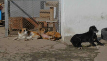 CAMILLA, Hund, Mischlingshund in Bulgarien - Bild 9