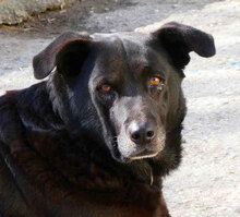 BRUNO, Hund, Labrador-Mix in Bulgarien - Bild 1