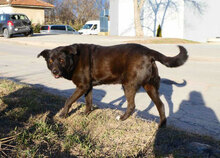 BRUNO, Hund, Labrador-Mix in Bulgarien - Bild 4