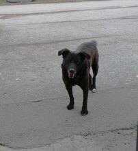 BRUNO, Hund, Labrador-Mix in Bulgarien - Bild 6