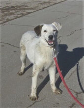 SHILO, Hund, Mischlingshund in Bulgarien - Bild 1