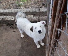 SHILO, Hund, Mischlingshund in Bulgarien - Bild 10
