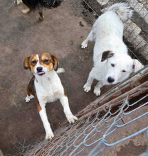 SHILO, Hund, Mischlingshund in Bulgarien - Bild 11