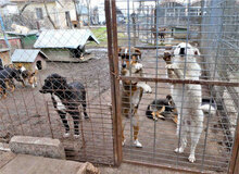 SHILO, Hund, Mischlingshund in Bulgarien - Bild 12