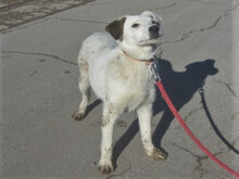 SHILO, Hund, Mischlingshund in Bulgarien - Bild 2