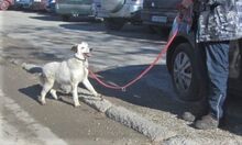 SHILO, Hund, Mischlingshund in Bulgarien - Bild 3