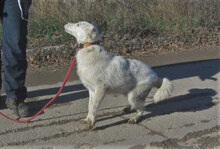 SHILO, Hund, Mischlingshund in Bulgarien - Bild 5