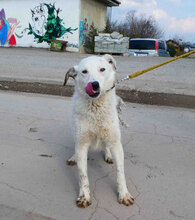 SHILO, Hund, Mischlingshund in Bulgarien - Bild 7