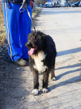 TAMEA, Hund, Briard-Mix in Bulgarien - Bild 1