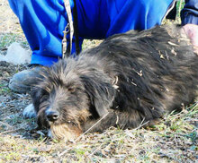 TAMEA, Hund, Briard-Mix in Bulgarien - Bild 10