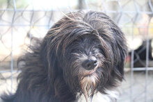 TAMEA, Hund, Briard-Mix in Bulgarien - Bild 11