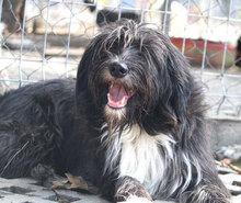 TAMEA, Hund, Briard-Mix in Bulgarien - Bild 12