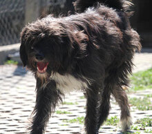 TAMEA, Hund, Briard-Mix in Bulgarien - Bild 13