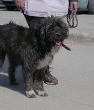 TAMEA, Hund, Briard-Mix in Bulgarien - Bild 16